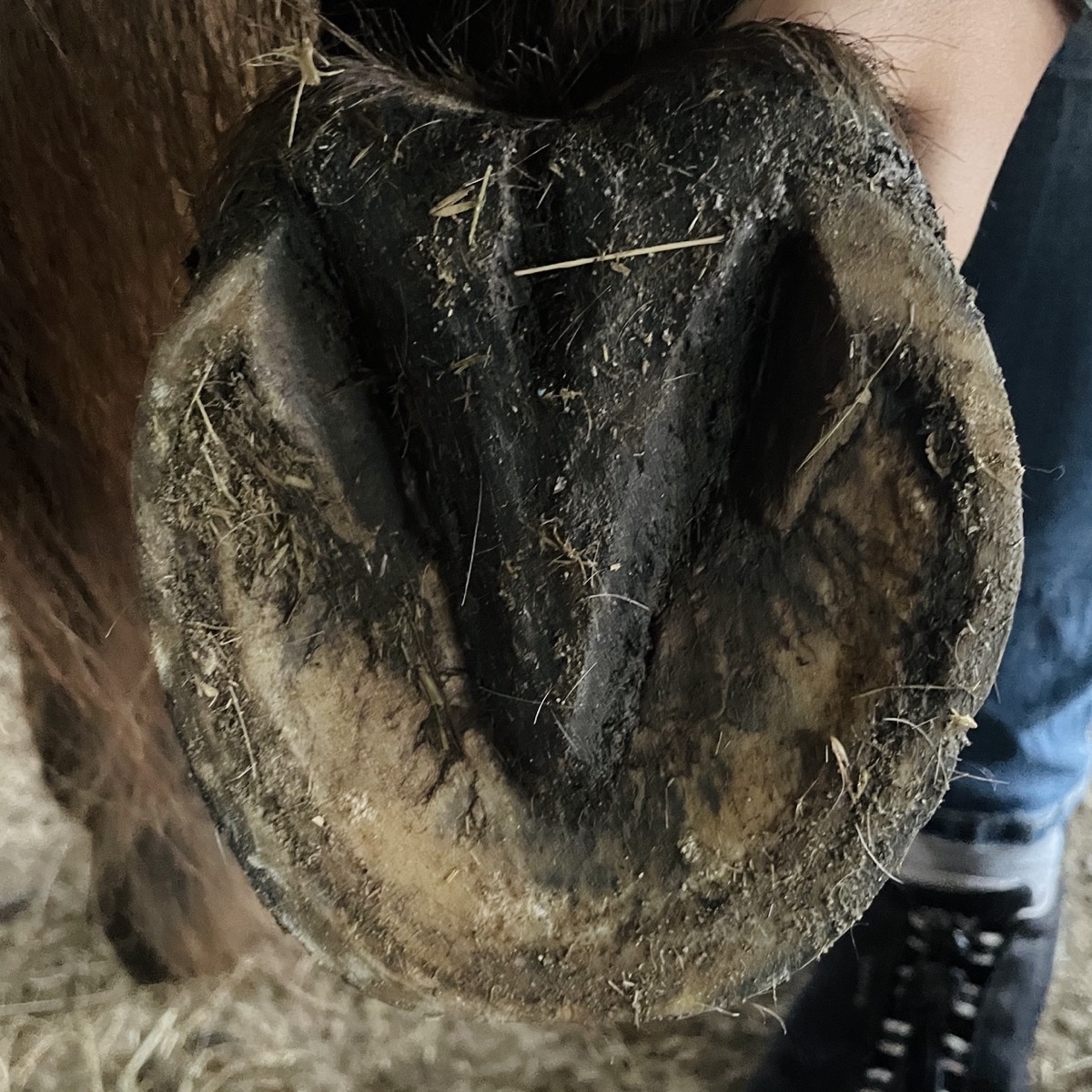 Huf mit gesundem Strahl