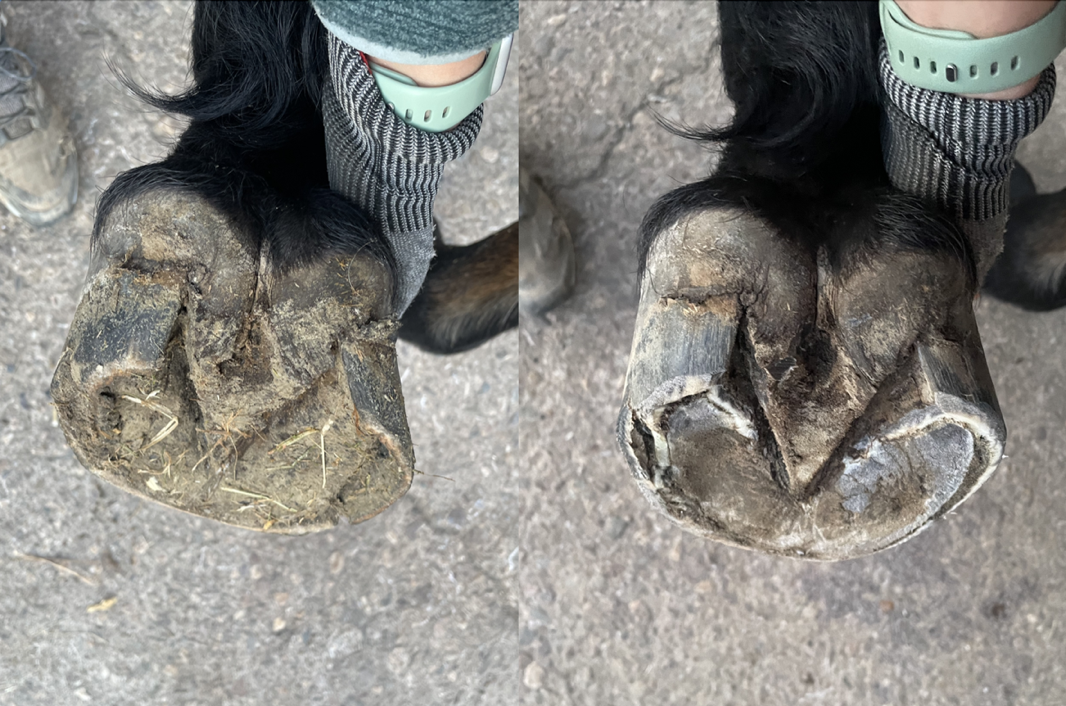 Korrektur eines schiefen Hufs
