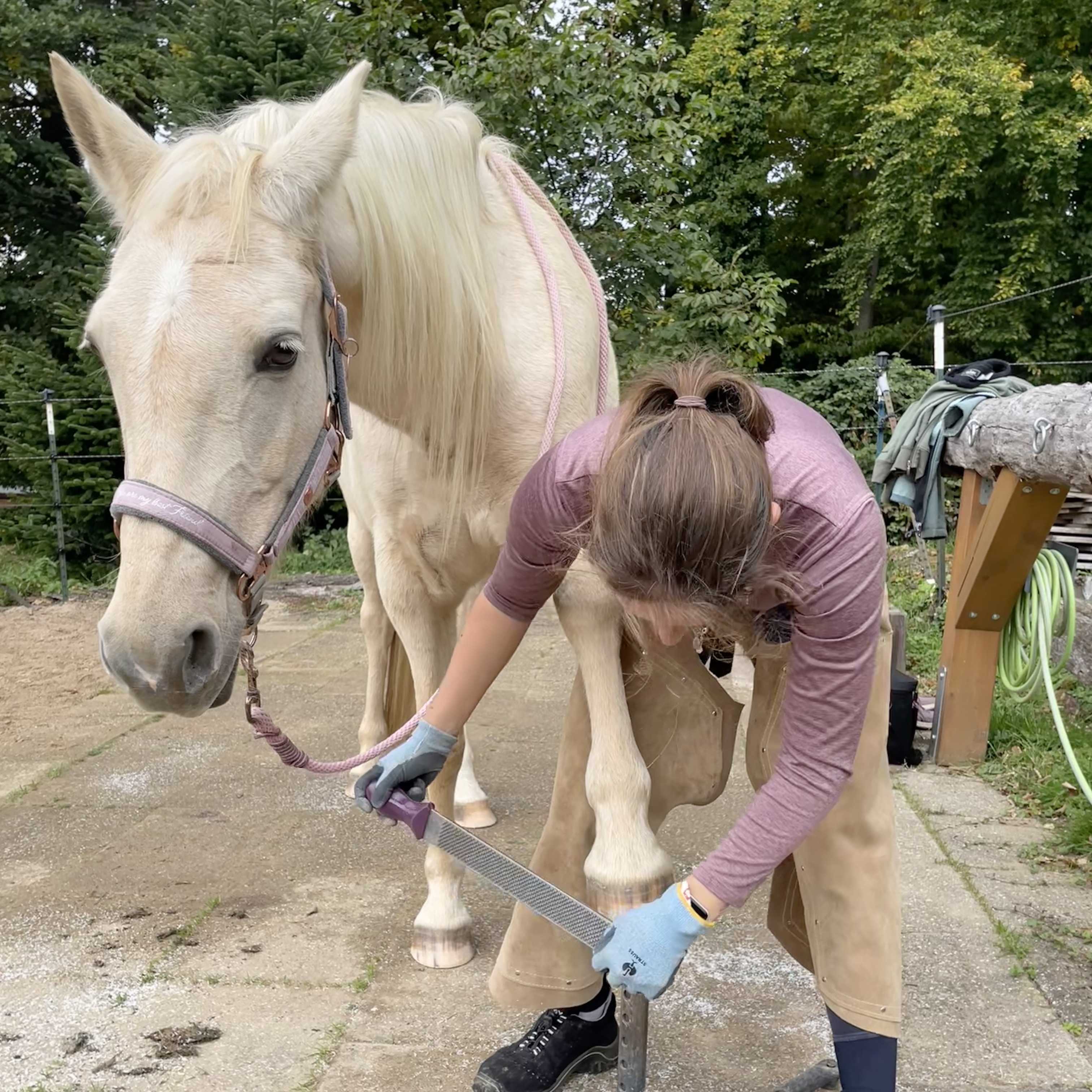 Hufpflege am Pferd