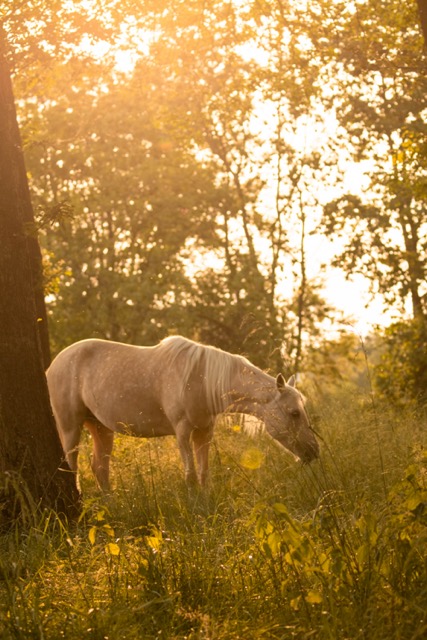 Glückliches Pony im Sonnenuntergang